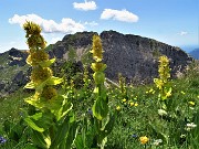 61 Genziana gialla (Gentiana lutea) con vista verso lo Zucco Barbesino